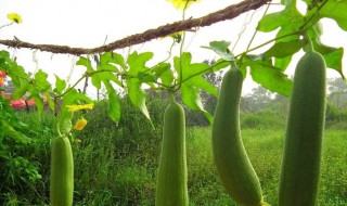 丝瓜怎么种（丝瓜怎么种植方法）