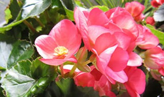 铁杆海棠花的养殖方法和注意事项（铁杆海棠花的养殖方法和注意事项视频）