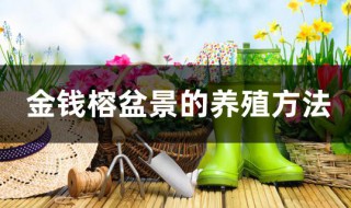 金钱榕盆景的养殖方法 金钱榕盆景的养殖方法和技术