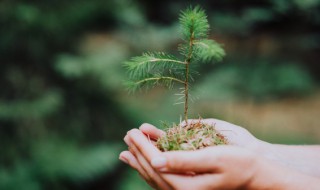 杉的寓意和象征 澳洲杉的寓意和象征