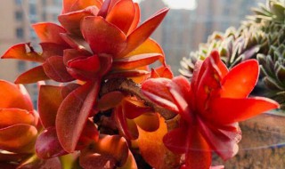 火祭多肉怎么繁殖（火祭多肉好养活吗）