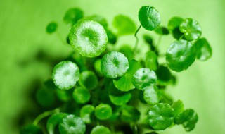 铜钱草水培黄叶怎么办（铜钱草水培黄叶怎么办啊）