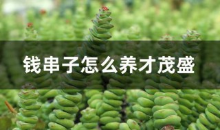 钱串子怎么养才茂盛 钱串子怎么养才养得又大又肥