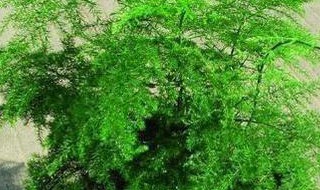 文竹新芽太长怎么办 文竹长新芽了,怎么办