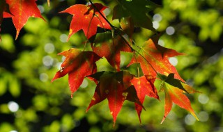 枫树品种（枫树品种图鉴大全）