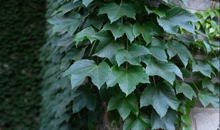 常春藤花怎么浇水（常春藤花怎么浇水施肥）