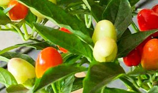 五彩辣椒家庭盆栽方法 怎样种五彩辣椒