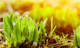 草芽是什么植物 草芽是什么植物长成的