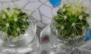 仙人球拦腰切还能活吗 仙人球把根切掉能活吗