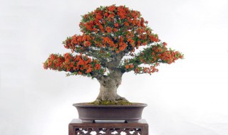 火棘盆景的养殖方法和注意事项（火棘盆景的养护方法）