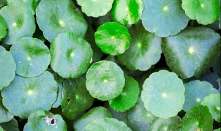 铜钱草水培多久换一次水（铜钱草水培用换水吗）