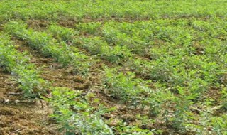 枣树移栽后多久活过来 枣树移栽后几年结果