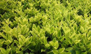 常见的绿化苗木品种（常见的绿化苗木品种有哪些）