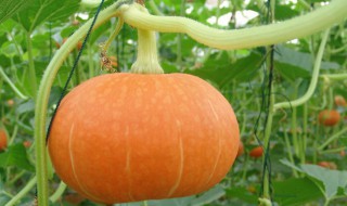 日本南瓜的种植方法和时间 日本南瓜几月份种