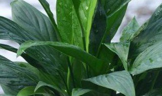 白掌叶尖发黄焦边补救方法 白掌叶变黄焦边补救方法