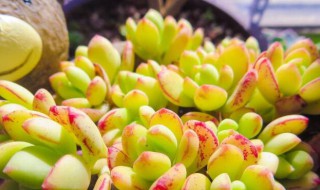 夏季多肉的养殖方法和浇水（夏季多肉的养殖方法和浇水方法）