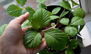 草莓只长叶子不开花怎么办（草莓只长叶子不开花怎么办图片）