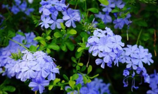 蓝雪花不开花是怎么回事（蓝雪花不开花是怎么回事呢）