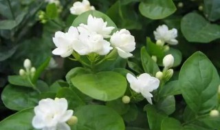 茉莉花不长叶子怎么回事 茉莉花不长叶子怎么回事儿