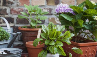 栀子花僵苗不长怎么办 栀子花僵苗不长叶怎么办