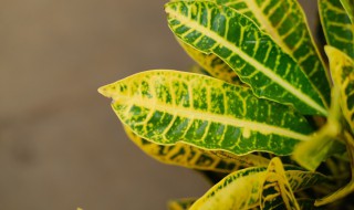 七彩变色龙花怎么养 花卉变色龙怎么养