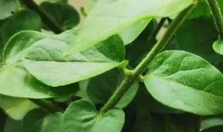 茉莉花干叶是怎么回事（茉莉花叶子干）