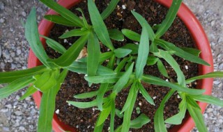 麦蓝菜和满天星幼苗的区别 满天星和麦蓝菜幼苗对比