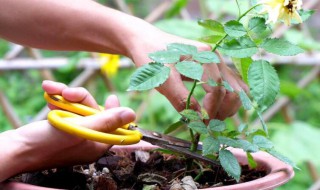 月季只剩杆如何恢复 月季花只剩杆怎么养