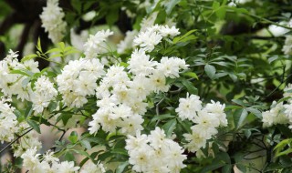 木香花的扦插繁殖方法（木香花怎样扦插）