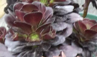 黑法师突然大量掉叶子 黑法师突然大量掉叶子了