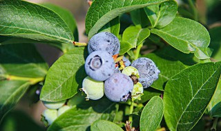 蓝莓生长环境条件（蓝莓生长环境条件是什么）