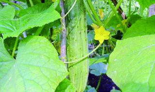 阳台黄瓜为什么只开花不结果 室内种的黄瓜只开花不结果