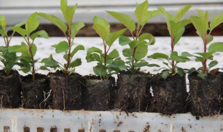 万能砧木是什么树 砧木有哪些树