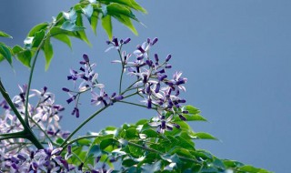 楝花花代表什么寓意 楝花是什么花