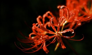 曼陀罗为什么叫情花（曼陀罗花为什么叫曼陀罗）