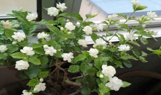 茉莉花适合什么土壤（茉莉花适合什么土壤种植）