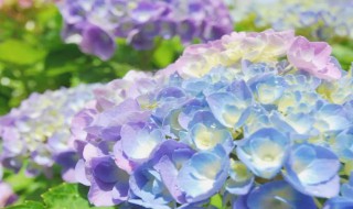 绣球颜色为什么会变（绣球颜色为什么会变红）