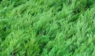 墓地绿化树苗有哪几种 墓地绿化树苗有哪几种类型