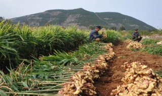 姜几月份种怎么种 姜几月份种怎么种山东省