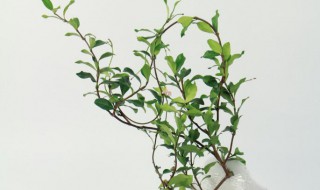 盘龙桂和风车茉莉的区别（风车茉莉和盘龙香是一种植物吗）