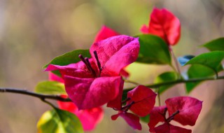 盆栽三角梅浇水方法（盆栽三角梅浇水方法视频）