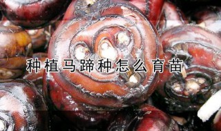 种植马蹄种怎么育苗（种植马蹄种怎么育苗那有卖的）