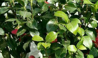 茶花树枯死的补救办法（茶花树枯死的补救办法视频）