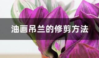 油画吊兰的修剪方法（油画吊兰的修剪方法视频）