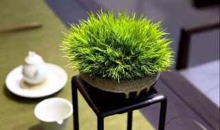 菖蒲的种类 菖蒲的种类图片大全