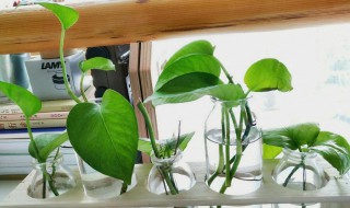 水培绿萝怎么施肥（水培绿萝怎么施肥视频）