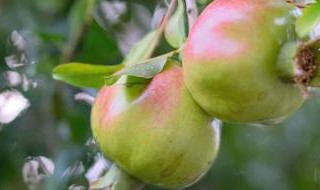 石榴树冻害不发芽怎么办（石榴树受冻怎么补救）