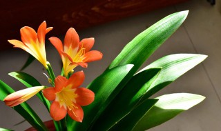 君子兰烂根烂叶怎么处理 君子兰烂根烂叶怎么处理好