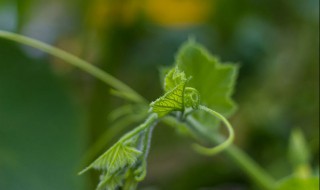 瓠瓜整枝打叉方法 瓠瓜整枝打叉方法视频