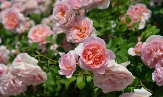 地栽月季浇水的正确方法（地栽月季浇水的正确方法是）